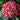 Summer Crush® Hydrangea