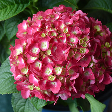 Summer Crush® Hydrangea