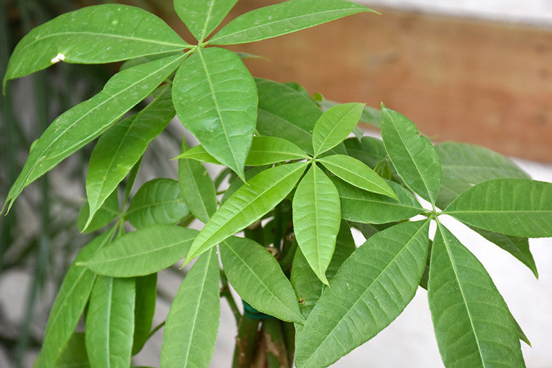 Pike Nursery Money Tree