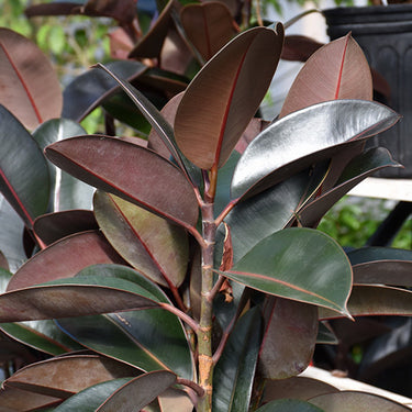 Burgundy Rubber Tree