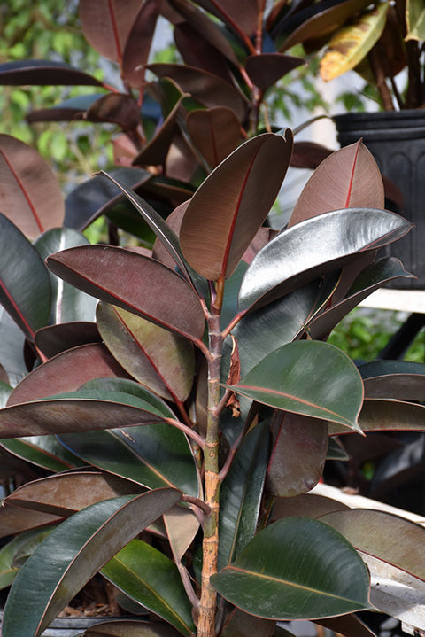 burgundy rubber tree light needs Burgundy Rubber Tree – Pike Nursery