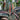 Burgundy Rubber Tree