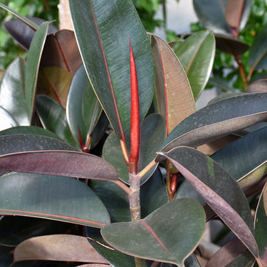 Burgundy Rubber Tree