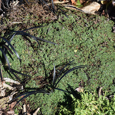 Elfin Creeping Thyme