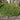 Winter Gem Boxwood
