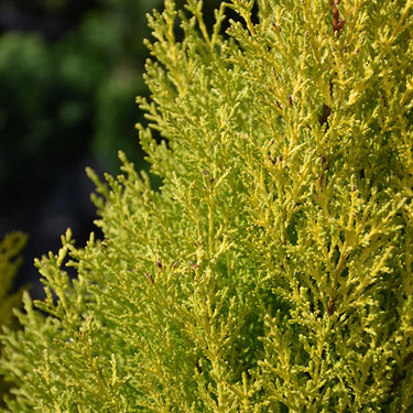 Lemon Cypress