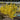Show Off® Starlet Forsythia