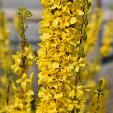 Show Off® Starlet Forsythia