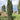 Upright Japanese Plum Yew