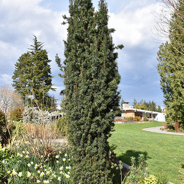 Upright Japanese Plum Yew