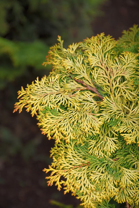 Golden Hinoki Falsecypress