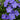 Bowles Periwinkle