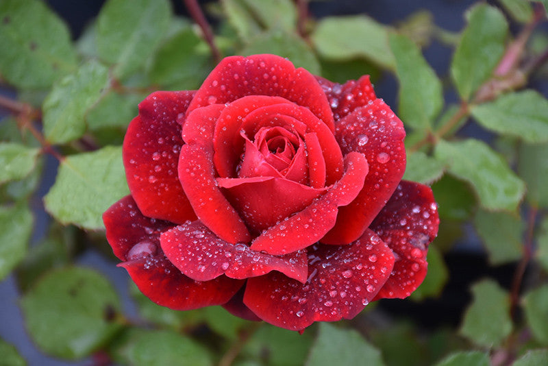 Don Juan Rose