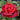 Don Juan Rose