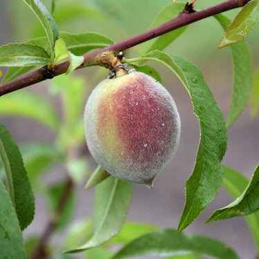 Belle Of Georgia Peach