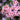Encore® Autumn Chiffon Azalea