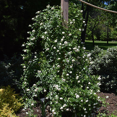 Iceberg Rose