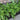 Japanese Holly Fern