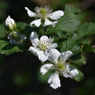 Natchez Thornless Blackberry