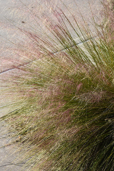 Hairawn Muhly