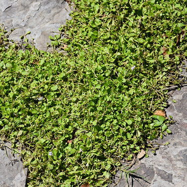Creeping Mazus