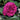 Celestial Night™ Rose