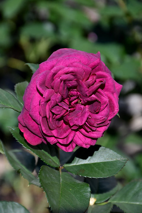 Celestial Night™ Rose