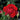 Lady In Red™ Rose