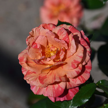 Frida Kahlo Rose