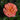 Frida Kahlo Rose