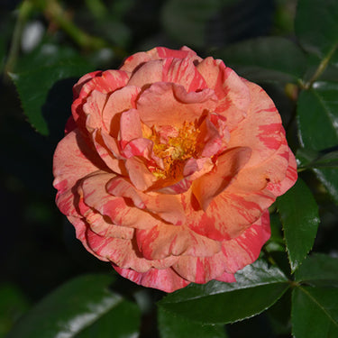 Frida Kahlo Rose