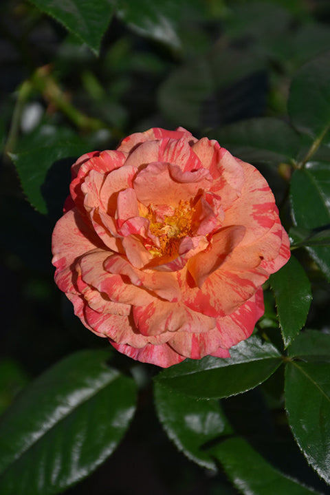 Frida Kahlo Rose