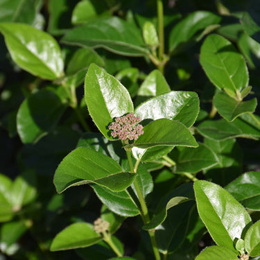 Shades Of Pink Viburnum