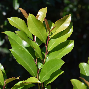 Center Court Cherry Laurel