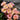 Peach Drift® Rose