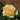 St. Patrick™ Rose