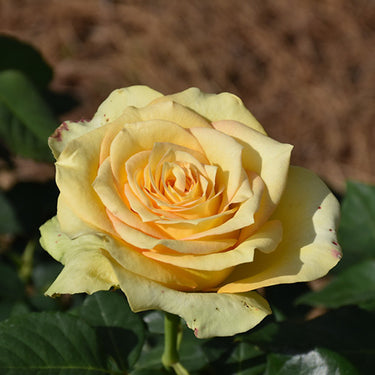 St. Patrick™ Rose