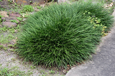 Mondo Grass