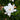 Jubilation Gardenia