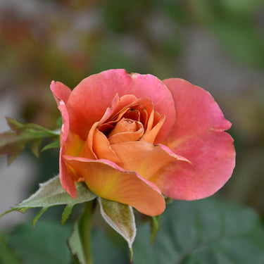 Rosie The Riveter Rose