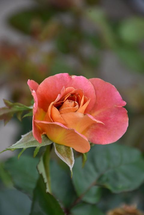 Rosie The Riveter Rose