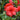 ReBLOOM Coral Amazement Azalea