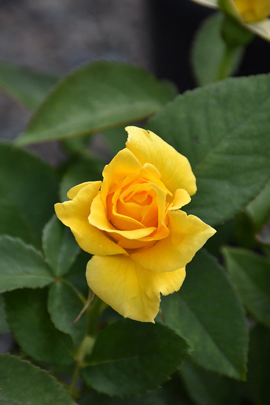 Pike Nursery Midas Touch Rose