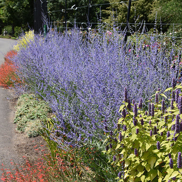 Russian Sage