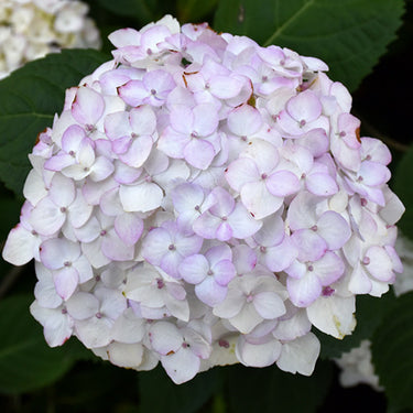 Blushing Bride® Hydrangea