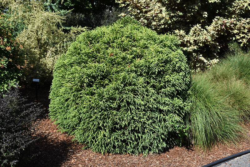 Dwarf Globe Japanese Cedar – Pike Nursery