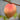 Belle Of Georgia Peach