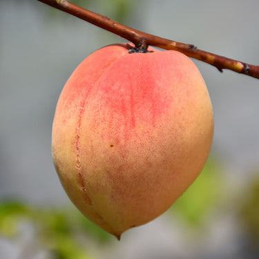 Belle Of Georgia Peach