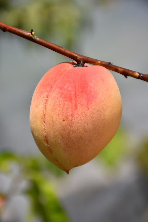 Belle Of Georgia Peach