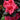 Encore® Autumn Rouge Azalea